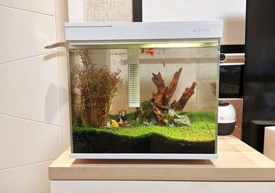 魚缸水位管理的重要性：缸內無管件魚缸加水的最佳位置應該是底部
