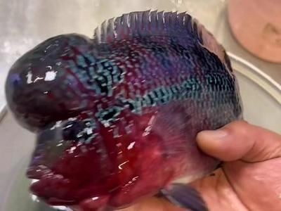龍魚經常空咬：龍魚經常空咬可能由多種因素引起龍魚張嘴空咬的原因及處理方法