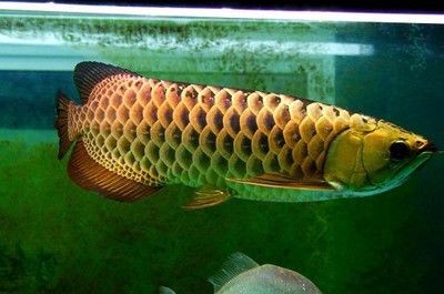 龍魚經常空咬：龍魚經常空咬可能由多種因素引起龍魚張嘴空咬的原因及處理方法