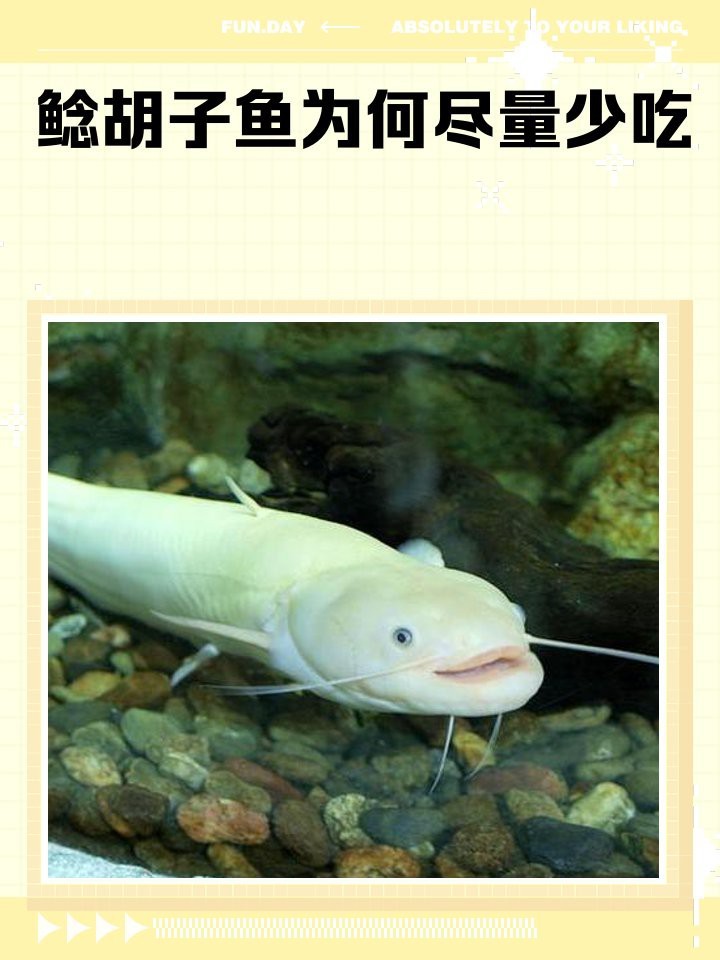 鯰胡子魚為何盡量少吃