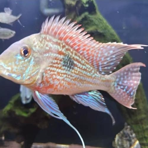祥龍魚場的高端龍魚有哪些？