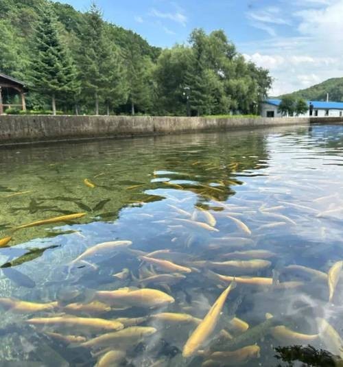 如何辨別龍魚漁場(chǎng)的優(yōu)劣？