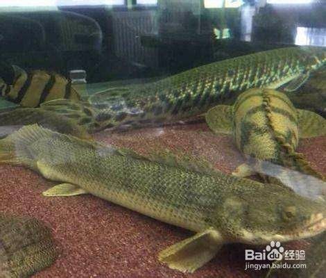 虎紋恐龍魚不吃飼料怎么回事（虎紋恐龍魚不吃飼料可能是由多種因素引起的）