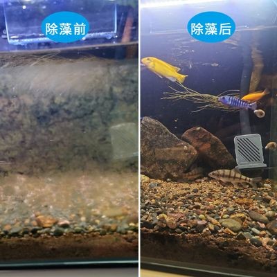 魚缸消毒劑的選擇：如何選擇魚缸消毒劑