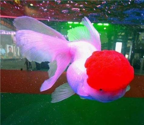 福州飛藝的金魚有何特色？