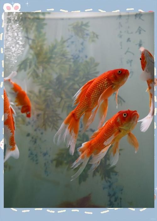 福州飛藝的金魚有何特色？