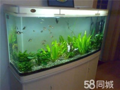 自制魚缸換水器diy指南想要提高換水效率不妨嘗試這種工具：如何給魚缸換水