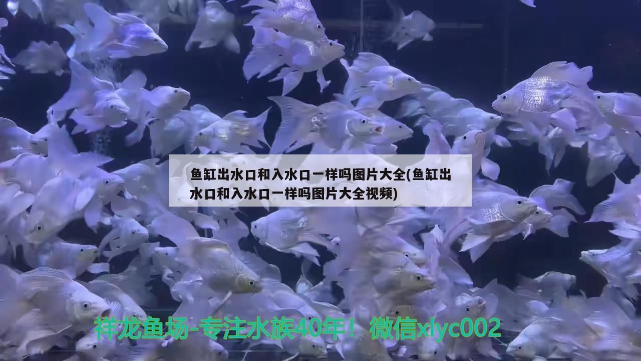 銀龍魚做法大全家常竅門（銀龍魚的吃法）
