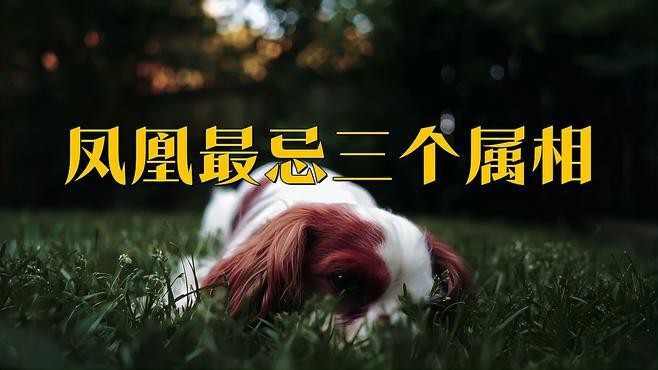 鳳凰吊墜為什么不敢戴