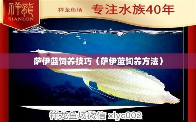 薩伊藍(lán)需要多大尺寸魚缸：養(yǎng)薩薩伊藍(lán)需多大水位