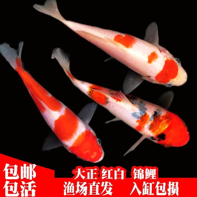 廣州魚市哪個商家信譽最好？