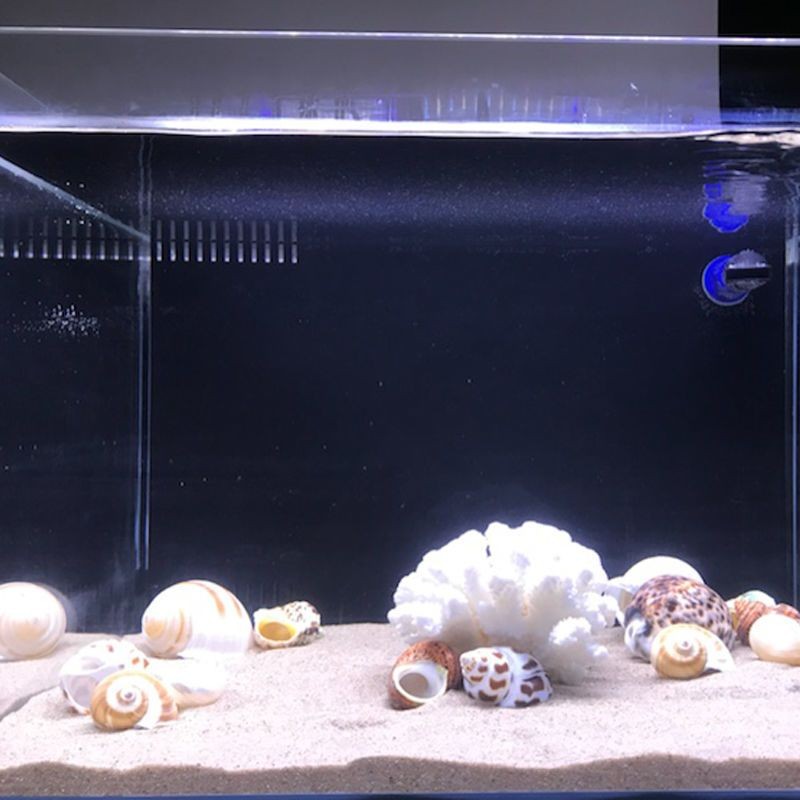 海沙是否可以放入魚缸，如何正確使用？：海沙可以放入魚缸嗎