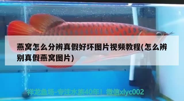 銀龍魚身上有紅斑像出血了是怎么回事銀龍魚變紅了還有治嗎，銀龍魚變紅是怎么回事？