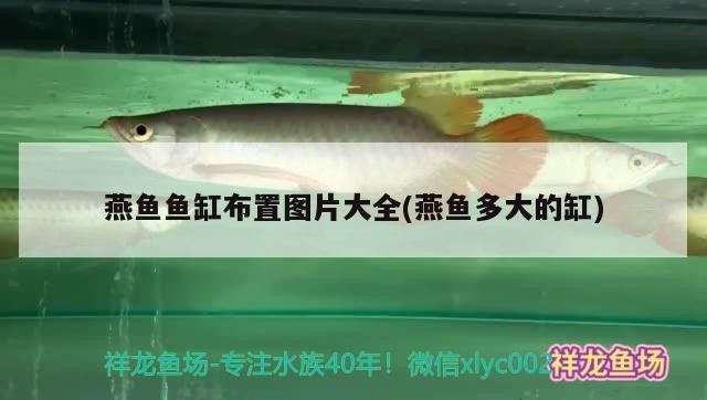 銀龍魚身上有紅斑像出血了是怎么回事銀龍魚變紅了還有治嗎，銀龍魚變紅是怎么回事？