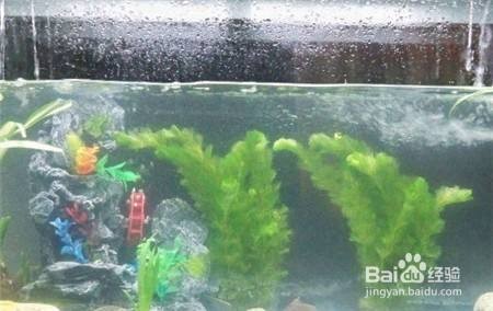 金龍魚與銀龍魚的價格差多少（金龍魚與銀龍魚的價格差多少錢）