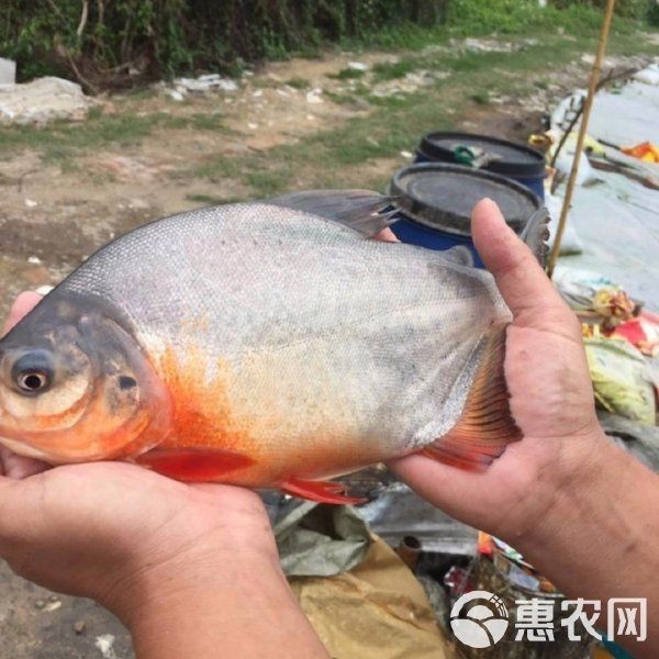 紅鯧魚多少錢一斤