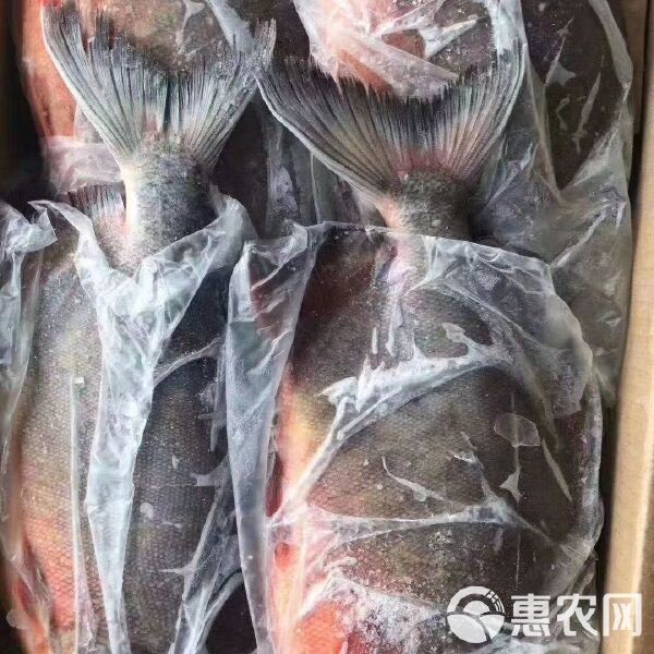紅鯧魚多少錢一斤