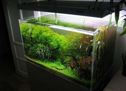 魚缸與家居風水布局的關系：魚缸在家居風水中的實際應用