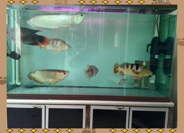 紅龍混養需要多大的魚缸？