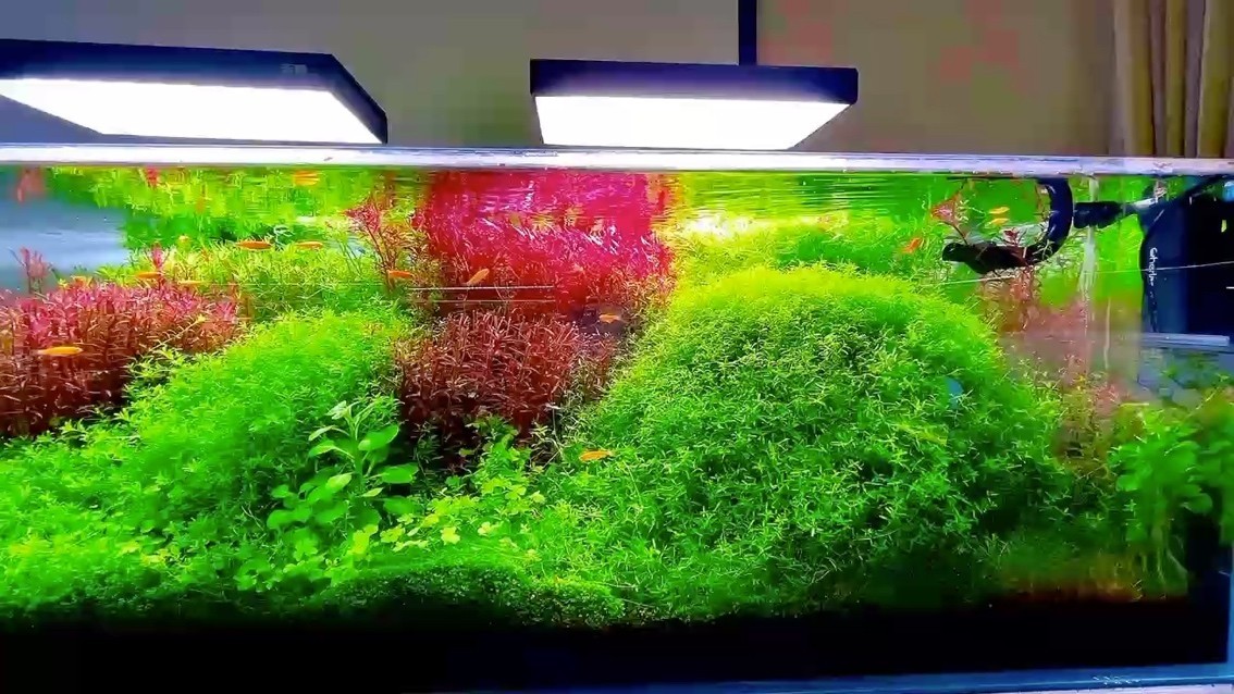 銀龍魚全身發(fā)紅怎么回事（銀龍魚全身發(fā)紅怎么回事啊）