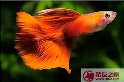 清道夫和鳳尾魚混養的利弊分析：鳳尾魚與清道夫混養的利弊分析