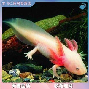 清道夫和鳳尾魚混養的利弊分析：鳳尾魚與清道夫混養的利弊分析