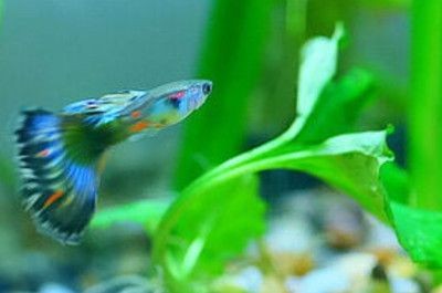 清道夫和鳳尾魚混養的利弊分析：鳳尾魚與清道夫混養的利弊分析