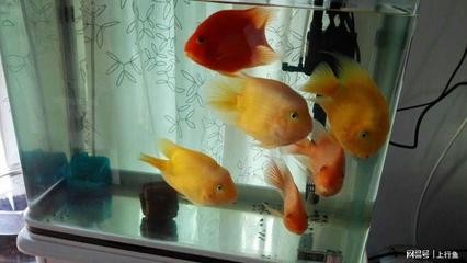 鷹手營子礦區海超觀賞魚鳥店