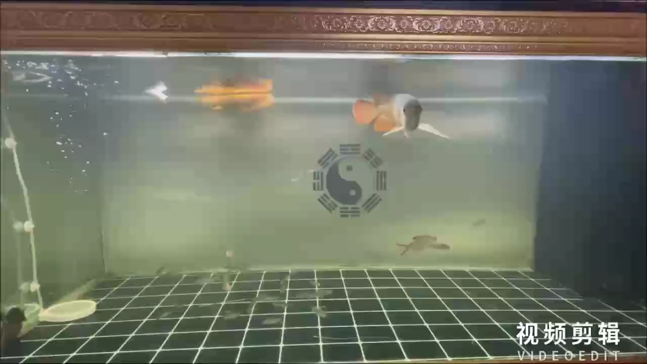 虎魚活體印尼四紋虎蘇虎雜紋