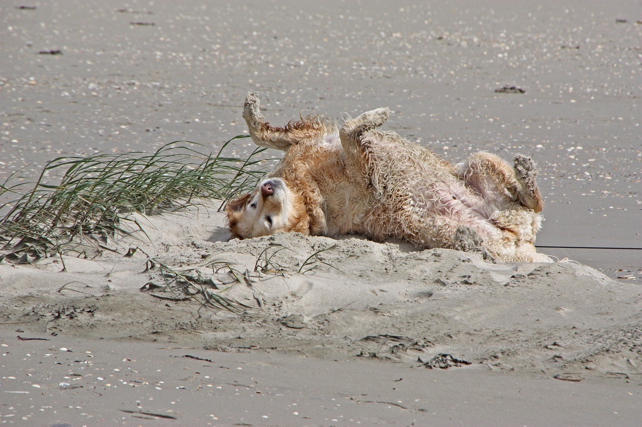 高背金龍與銀龍哪個好養（紅龍和金龍哪種好養）