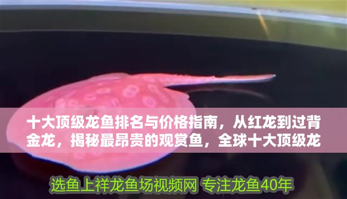 十大頂級中國龍魚