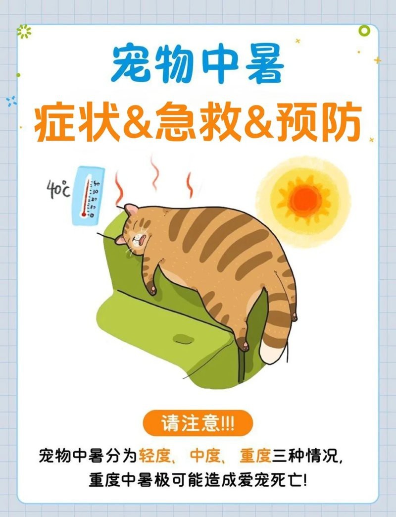 六角恐龍中暑后應該如何急救？