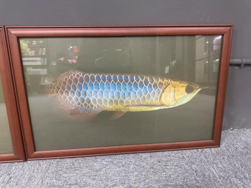 馬來西亞龍魚和印尼龍魚區別圖片大全