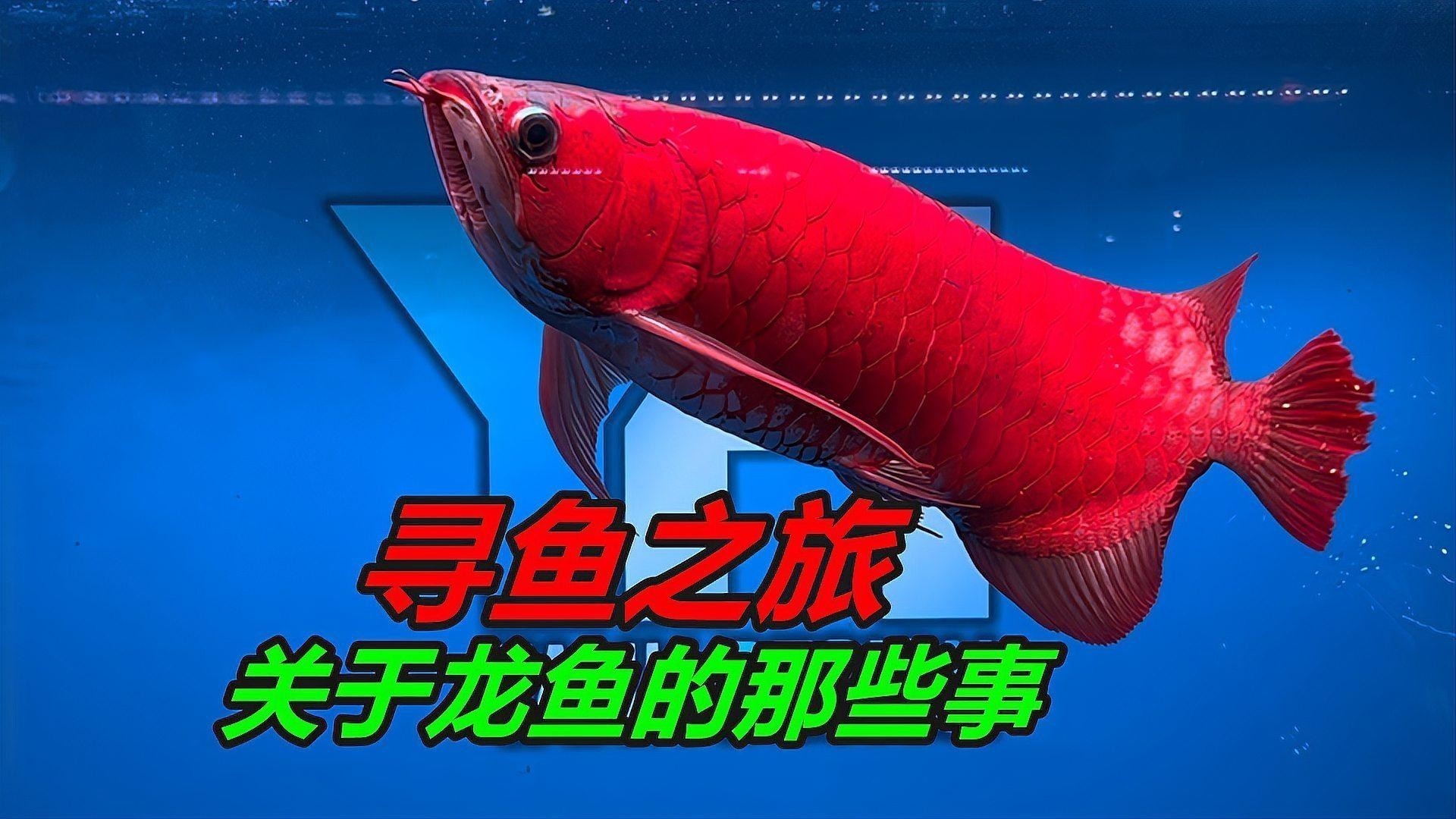 馬來西亞龍魚和印尼龍魚區別圖片大全