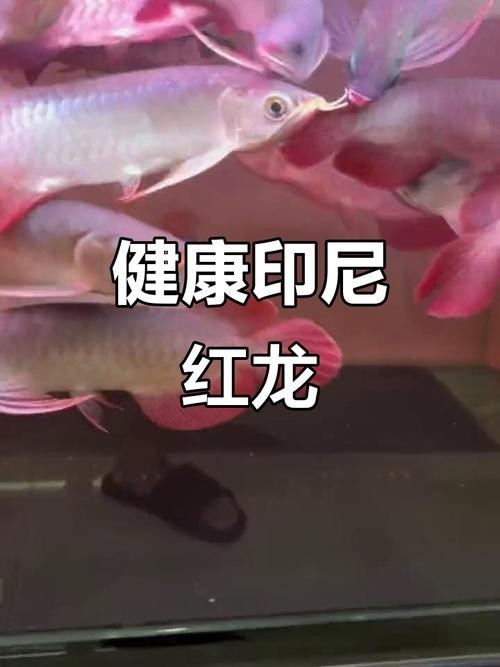 馬來西亞龍魚和印尼龍魚區別圖片大全