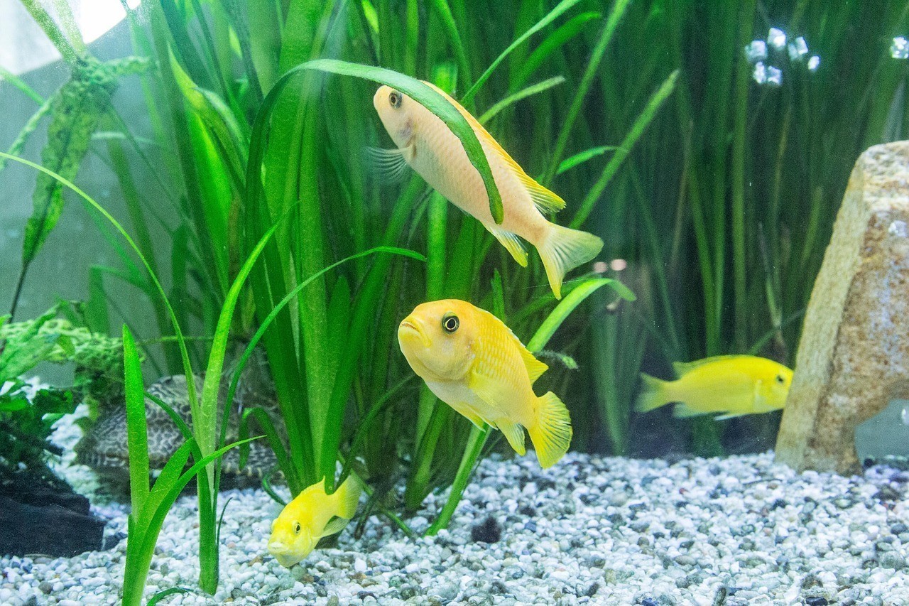 黃鰭鮪一般多少元一斤
