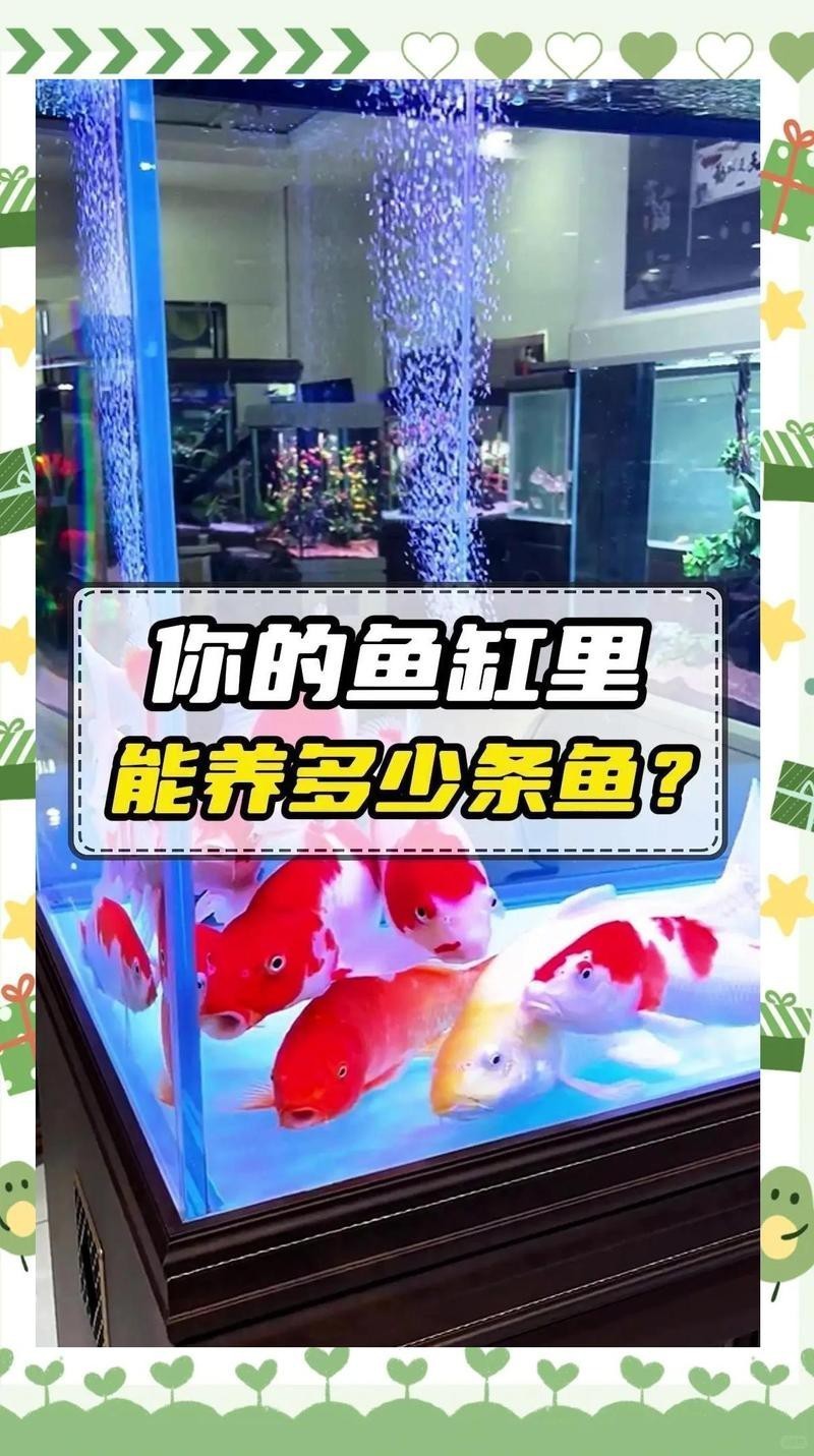 71年的豬最多能養多少條魚 71年的豬最多能養多少條魚 龍魚論壇 第4張