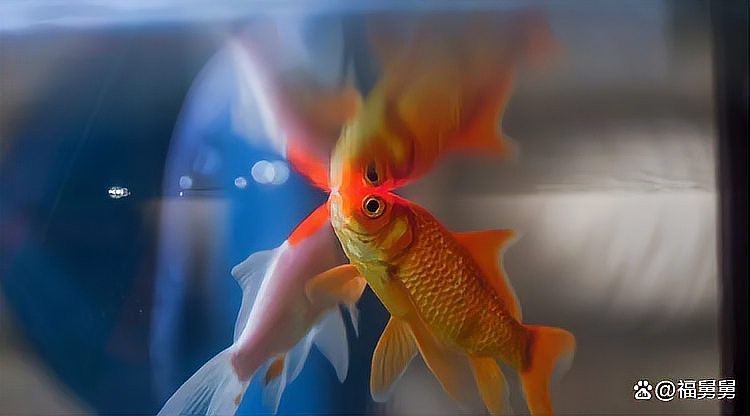 養2條魚最好最旺財的方法 養2條魚最好最旺財的方法 龍魚論壇 第3張