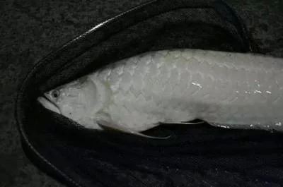 龍魚肚子癟：龍魚肚子癟可能由多種原因引起