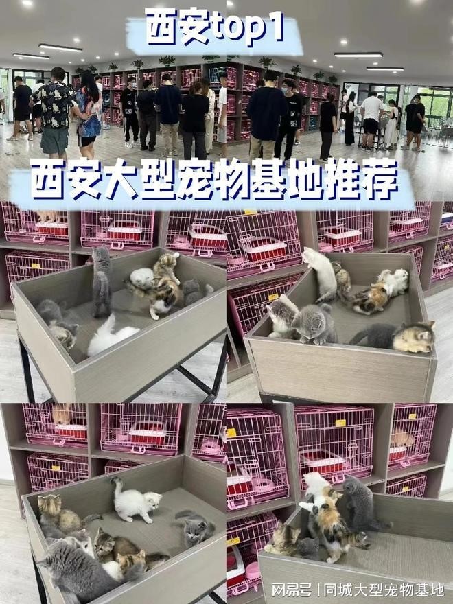 寵物市場有哪些知名的犬場貓舍？