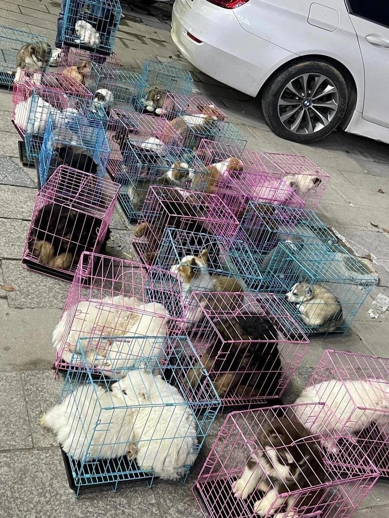 寵物市場有哪些知名的犬場貓舍？