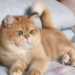 寵物市場有哪些知名的犬場貓舍？