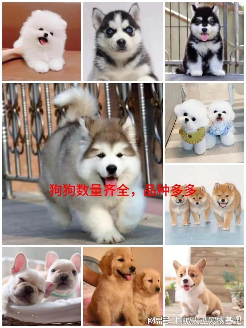 寵物市場有哪些知名的犬場貓舍？