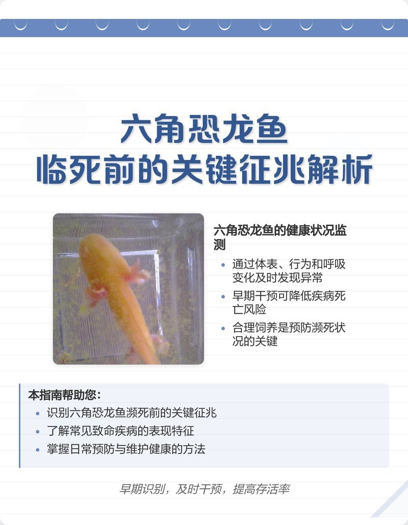 恐龍魚互動性高嗎為什么會死