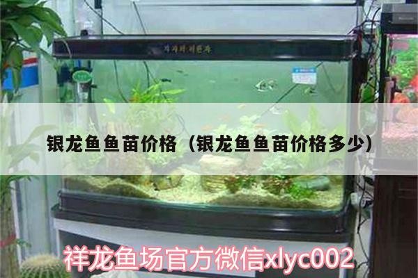 銀龍魚魚苗價格（銀龍魚魚苗價格多少）