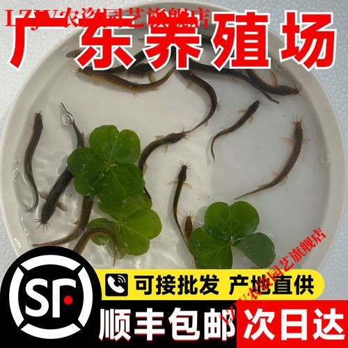 哪些食物可以幫助龍魚恢復體力？