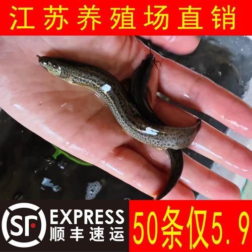 哪些食物可以幫助龍魚恢復體力？
