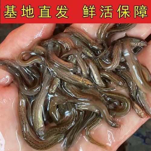 哪些食物可以幫助龍魚恢復體力？