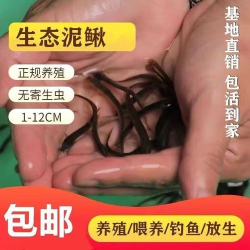 哪些食物可以幫助龍魚恢復體力？