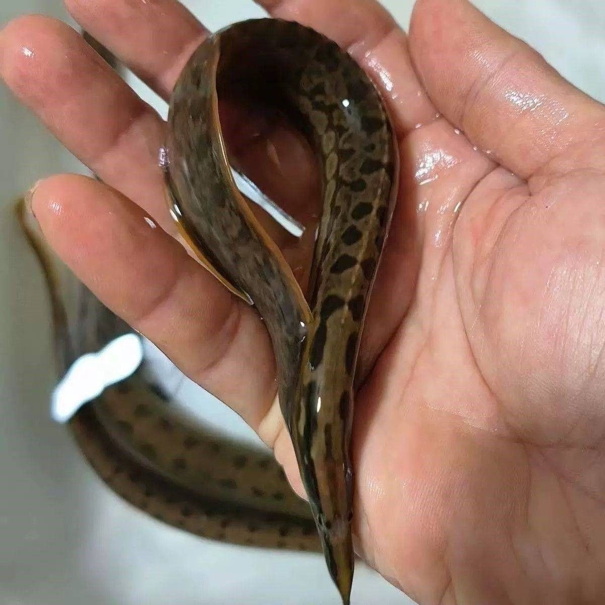 山區溪流魚